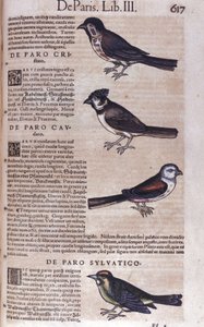 Passereaux v Historia Animalium od Conrada Gesnera (1516 - 1565), Tiguri od Unknown artist