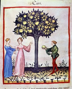 Sbíráme cedrát, ovoce cedratieru. Osvětlení z dojení medicíny a dietetiky „“Tacuinum sanitatis““ od Unknown artist