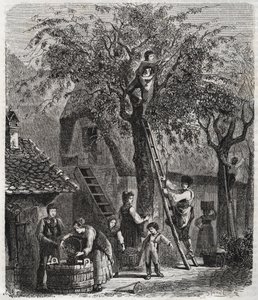 Sbírání třešní - Sbírání třešní - rytina 1860 - od Unknown artist