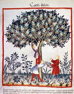 Sbírání třešní. Osvětlení z dojení medicíny a dietetiky „“Tacuinum sanitatis““ od Unknown artist