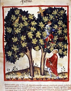 Sbírání fíků. Osvětlení z dojení medicíny a dietetiky „“Tacuinum sanitatis““ od Unknown artist