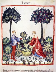 Sbírání salátu. Osvětlení z dojení medicíny a dietetiky „“Tacuinum sanitatis““ od Unknown artist