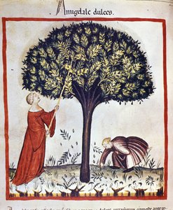 Sbírání sladkých mandlí. Osvětlení z dojení medicíny a dietetiky „“Tacuinum sanitatis““ od Unknown artist