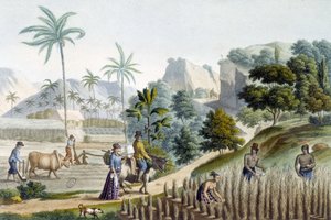 Pilování a pěstování rýže na ostrově Guam (Mikronésie) od Unknown artist