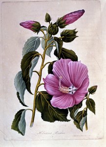 Růžový ibišek. Botanická deska. Rytina. od Unknown artist