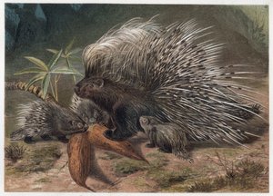 Vepřový epos na Krétě (porc-epos) - Dikobraz chocholatý (Hystrix cristata) - rytina z „“Brehmova života zvířat”” od Alfreda Edmunda Brehma (1829-1884) od Unknown artist