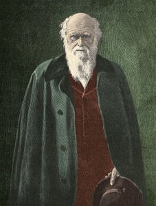 Portrét Charlese Darwina (1809 - 1882) od Unknown artist
