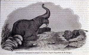 Pravěk: znázornění Dinotheria, typ tlustokožce, odrážející útok lva. Rytina 19. století od Unknown artist