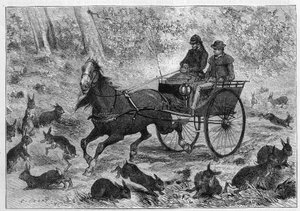 Přelidnění králíků v Austrálii: Auto pana Williamsona projíždí hromadou králíků. Gravírování v „“ La Nature: revue des sciences et de leurs applications aux arts et a l