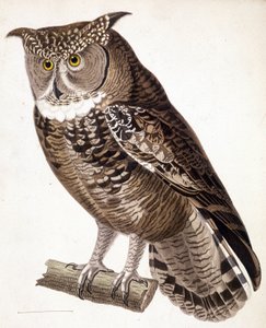 Raptor: Africká sova. 19. století rytina od Unknown artist