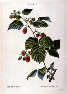 Malina a ovoce: botanická tabule z 19. století. od Unknown artist