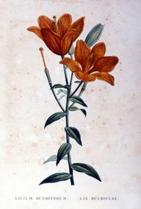 Červená cibulovitá lilie. 19. století rytina. od Unknown artist
