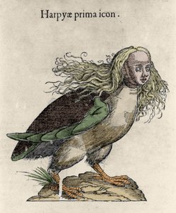 Znázornění rytiny harpyje od Ulisse Aldrovandi (1522-1605), "Historie monster", Bologna 1642 od Unknown artist