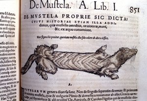 Znázornění mustelly (rodiny lasicovitých) související s lasičkou - v Historia Animalium od Conrada Gesnera (1516 - 1565), Tiguri od Unknown artist