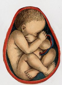 Znázornění dělohy s těhotenstvím. „Nový přírodní lék““ od F.E. Bilze.1898. od Unknown artist