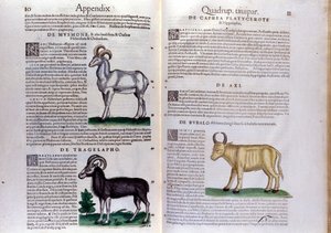 Znázornění ovcí, buvolů... - v Dějinách zvířat od Conrada Gesnera (1516 - 1565), Tiguri od Unknown artist