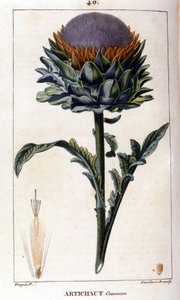 Zastoupení artyčoku. Botanická deska. 19. století. od Unknown artist