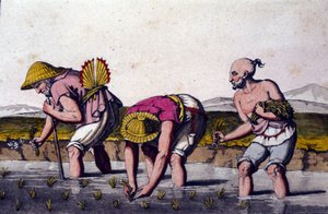 Pěstování rýže v Číně. tisk z 19. století. od Unknown artist