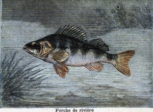 Okoun říční. Rytina z roku 1897 od Unknown artist
