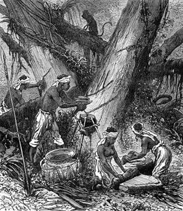 Těžba kaučuku v malajském lese (rytina) od Unknown Artist