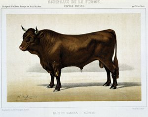 Salers Breed Taurus - v ""Hospodářských zvířatech"" od Unknown artist