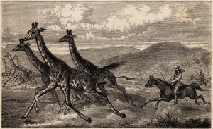Samuel W. Baker loví žirafu ve střední Africe v oblasti Horního Nilu. Rytina pro ilustraci cesty k jezeru Albert v letech 1861-1864 od sira Samuela White Bakera v „Le tour du monde, nouveau journal des voyages““ vydaném pod vedením Eda od Unknown artist