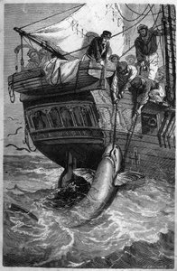 Lov žraloků. (Pesca allo squalo) Rytina z 19. století. Soukromá sbírka. od Unknown artist