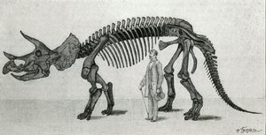 Kostra Triceratops prorsus od Unknown artist