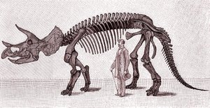 Kostra Triceratops prorsus od Unknown artist