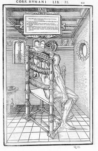 Řez lebky. Anatomická deska "Pitva tří částí lidského těla..." Carlo Stefano Riverio, Paříž 1545 od Unknown artist