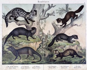 Malí caruasiers. v „Přírodní historie savců“, ed. Schreiber od Unknown artist