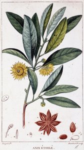 Badyán - botanická deska od Unknown artist