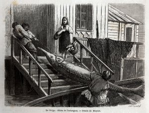 Lov jeseterů v ústí řeky Volhy. Rytina pro ilustraci plavby po Volze od M. Moyneta, v roce 1864, v „“Le tour du monde, nouveau journal des voyages““ vydaném pod vedením Edouarda Chartona od Unknown artist