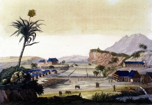 Pěstování cukrové třtiny v Jižní Americe od Unknown artist