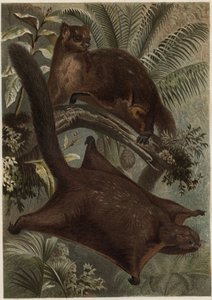 Taguan (Létající veverka) (čeleď Sciuridae) - Veverka (létající veverka) - rytina z “”Brehmova života zvířat”” od Alfreda Edmunda Brehma (1829-1884) od Unknown artist