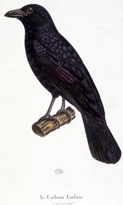 The Corbine Raven - přírodopisná tabule od Unknown artist