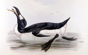 Tučňák obrovský (Alca Impennis) – v Ptácích Evropy“ od Johna Goulda, Londýn od Unknown artist