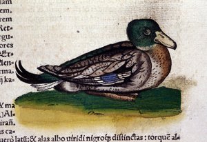 Harle v historii zvířat od Conrada Gesnera (1516 - 1565), Tiguri od Unknown artist
