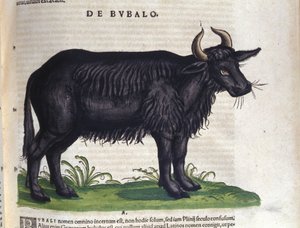 Buvol po Historia animalium od Konrada Gesnera, Tiguri od Unknown artist