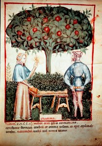 Sbírka majoránky z dojení medicíny a dietetiky „“Tacuinum sanitatis““ po dojení medicíny „“ Kitabtaqwim as-sihha““ od Ibn Butlana od Unknown artist