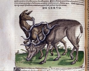 Jelen po Historia animalium od Konrada Gesnera, Tiguri od Unknown artist
