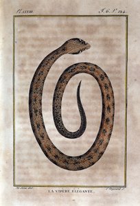 Elegantní zmije. Talíř převzatý ze zrady Natural History of "" Works of Buffon"" od přírodovědce Georgese Louise Leclerca, hraběte z Buffonu (1707 - 1788). 19. století od Unknown artist