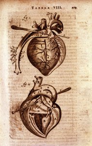 Srdce Bartholinovy „Anatomie““ od Unknown artist