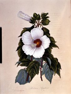 Ibiscus. Botanická deska. od Unknown artist