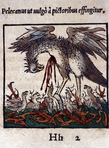 Legenda o pelikánovi: dává svou krev a vnitřnosti, aby nakrmil svá mláďata. Z Historiae animalium od Konrada Gesnera, Tiguri od Unknown artist