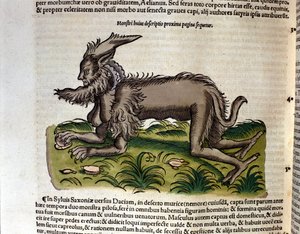 Manticore z Historia Animalium od Conrada Gesnera, Tiguri 1560. Biblioteca Nazionale Braidense. Milán od Unknown artist