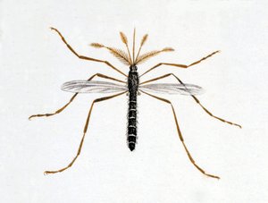 Ten komár. Přírodovědná deska. 19. století. od Unknown artist