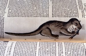 Vydra - Historia Animalium od Conrada Gesnera (1516 - 1565), Tiguri od Unknown artist