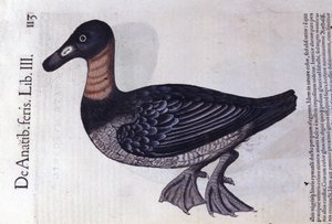 Kachna rudokrká podle Historia animalium od Konrada Gesnera, Tiguri od Unknown artist