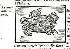 Mořská želva podle pojednání Gerolama Cardana (Cardanus Hieronymus) (Cardan) „“ De la subtlite““, vytištěného v Rouenu v roce 1642. od Unknown artist